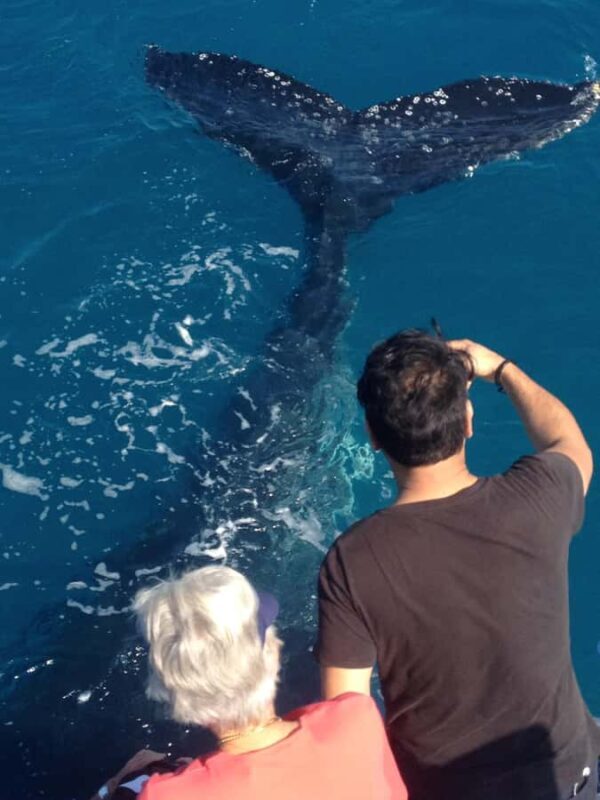 Noosa; Noosa Ocean Adventures - Whale Watching - Final Thoughts