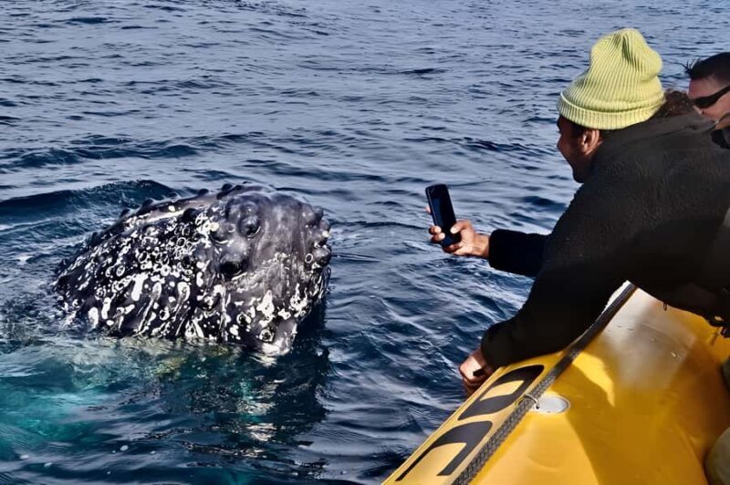 Noosa: Noosa Whale Watching Tour - A Detailed Look at the Experience