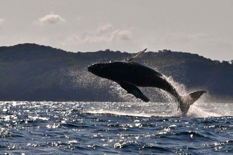 Noosa: Noosa Whale Watching Tour - Authentic Feedback from Travelers