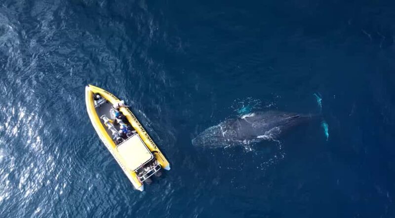 Noosa: Noosa Whale Watching Tour - Frequently Asked Questions