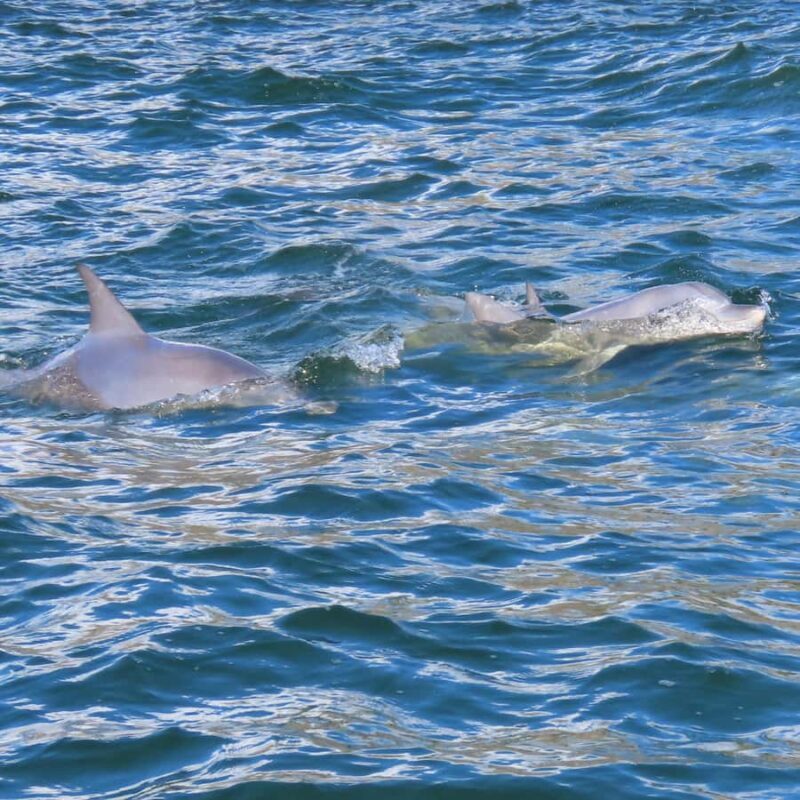 Noosa Ocean adventure & Dolphin Safari. - Practical Details and Value