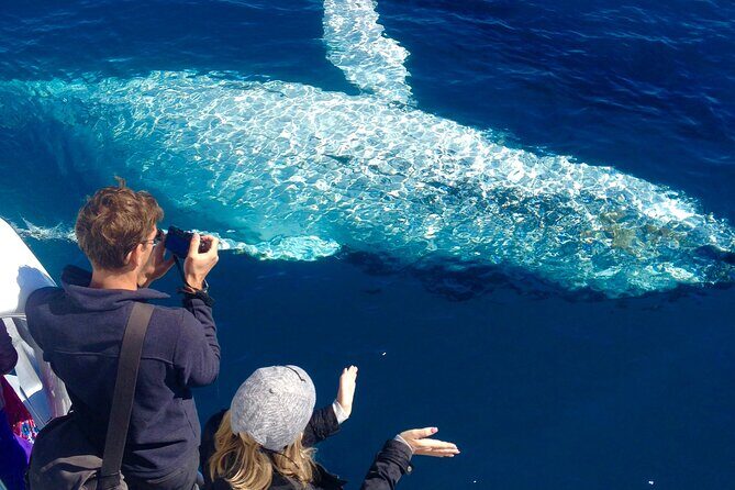 Noosa Ocean Adventures: Whale Watch - Who Will Appreciate This Tour?