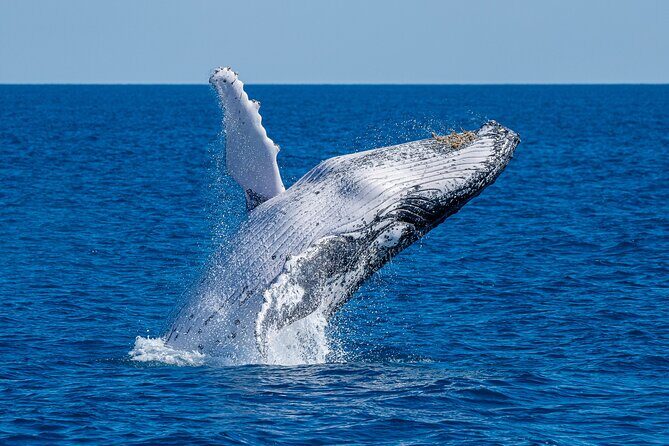 Noosa Ocean Adventures: Whale Watch - Key Points