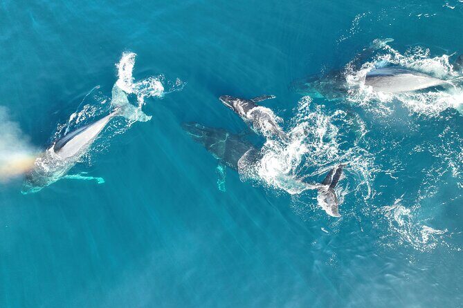 Noosa Ocean Adventures: Whale Watch - Final Thoughts