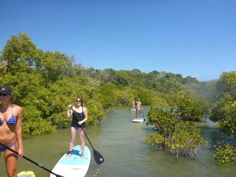 Noosa Stand Up Paddle & Mangrove Tunnel Tour (Self Guided) - A Detailed Look at the Noosa Paddle & Mangrove Tunnel Tour