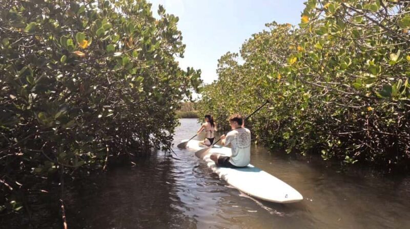 Noosa Stand Up Paddle & Mangrove Tunnel Tour (Self Guided) - Who Will Love This Tour?