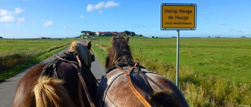Nordstrand: Daytrip by boat to Amrum - A Practical Introduction to the Tour