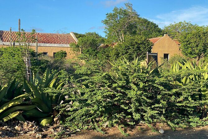 North and South Tour with Elgin a Local Guide - A Deep Dive into the Bonaire Experience