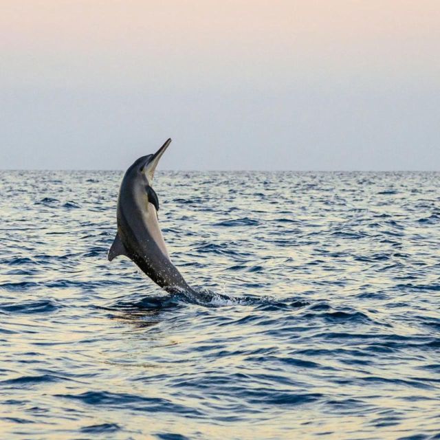 North Bali : Dolphin Wacthing Tour and Waterfall - Key Points