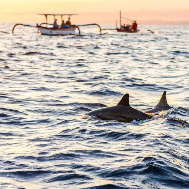 North Bali : Dolphin Wacthing Tour and Waterfall - Inclusions and Pricing