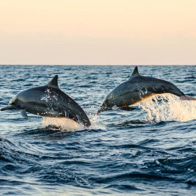 North Bali : Dolphin Wacthing Tour and Waterfall - Booking and Cancellation Policy