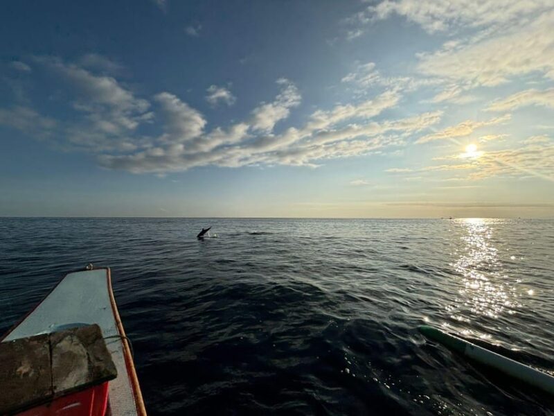 NORTH BALI : Dolphin Watching and Hot Spring Tour - Frequently Asked Questions