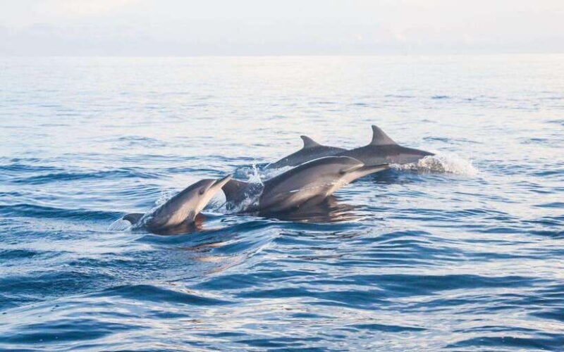 North Bali: Dolphin Watching and Snorkeling Tour - An Authentic North Bali Experience
