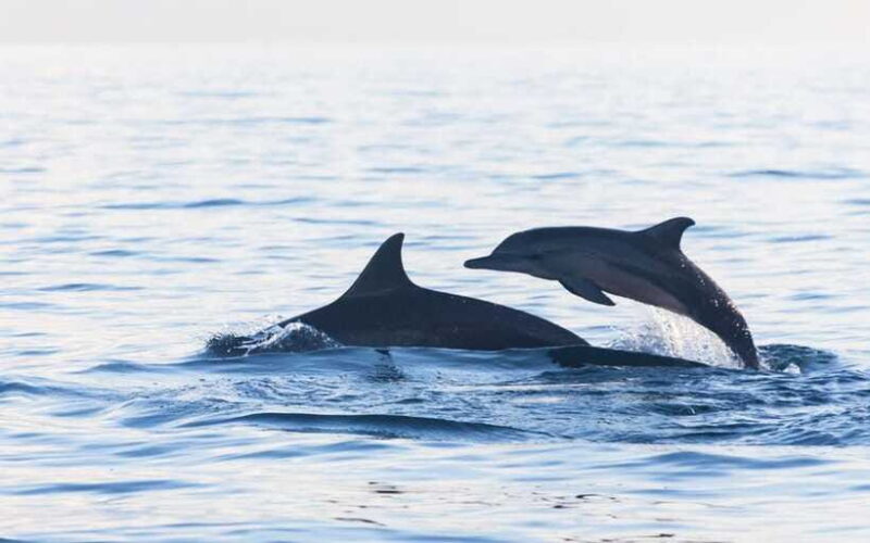 North Bali: Dolphin Watching and Snorkeling Tour - FAQ