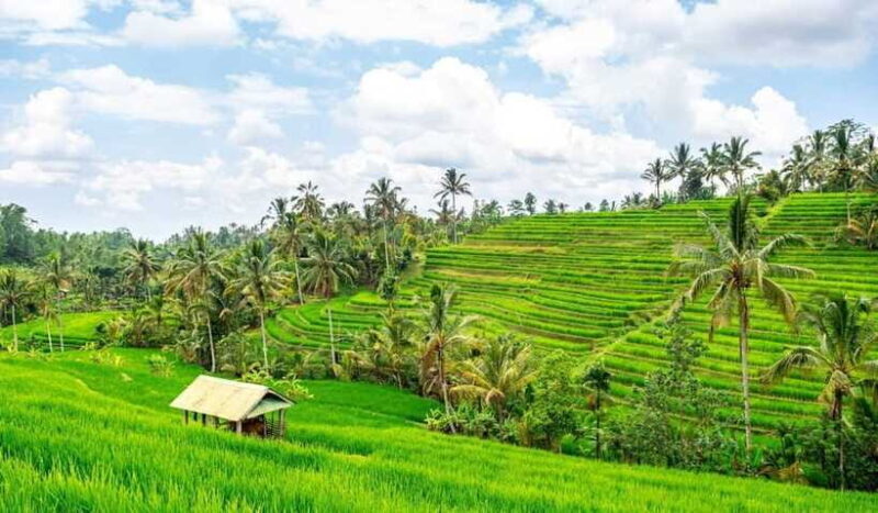 North Bali: Enjoy the beauty of Bratan Temple and Jatiluwih - FAQ