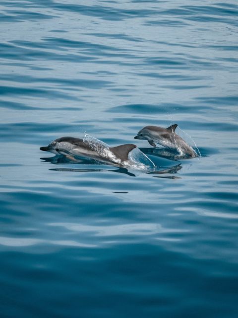 North Bali: Lovina Dolphins and Ulun Danu Temple - Important Information
