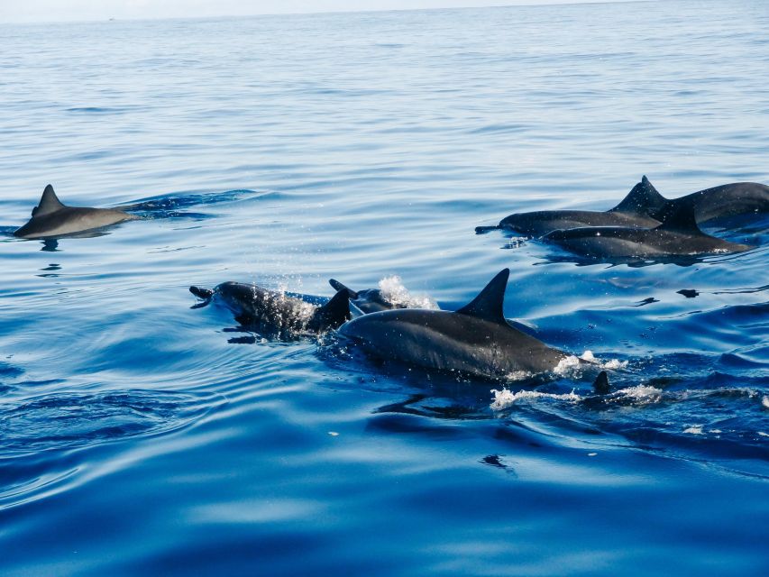 North Bali: Lovina Dolphins and Ulun Danu Temple - Frequently Asked Questions