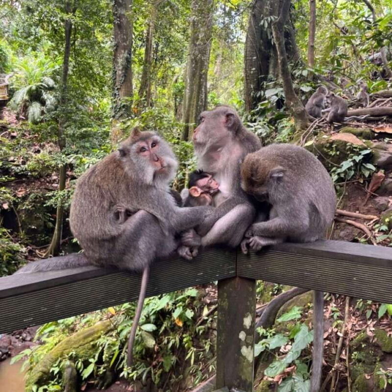 North Bali: Monkey Forest -Waterfall- Rice Terrace-Ulun Danu - Key Points