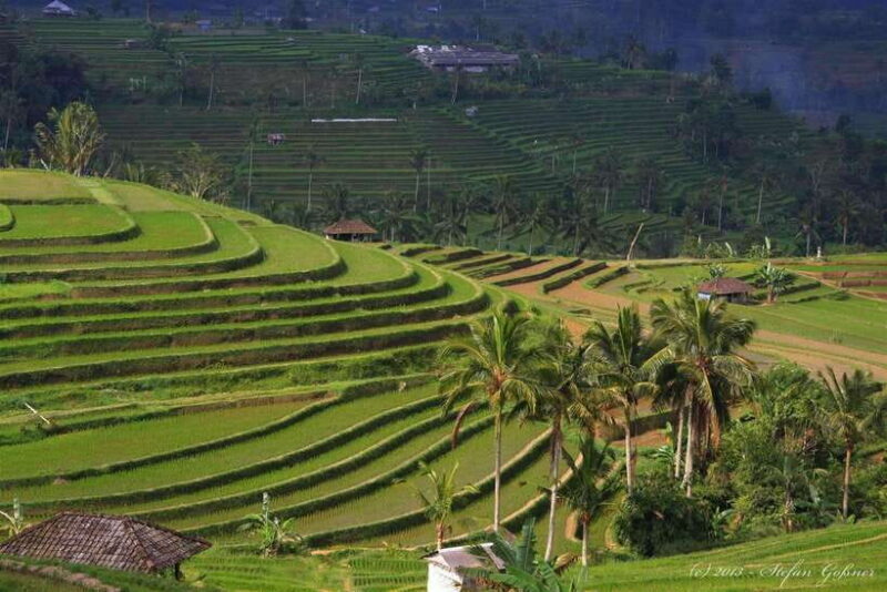North Bali: Private Day Tour with Banyumala Waterfall - Coffee Experience and Cultural Insights