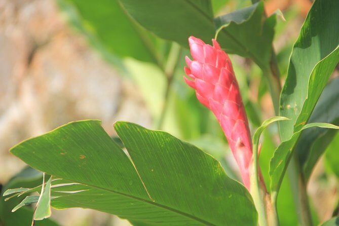 North Caribbean Tour in Martinique - Balata Cathedral (Sacre-Coeur de Balata) – A View and a Sanctuary