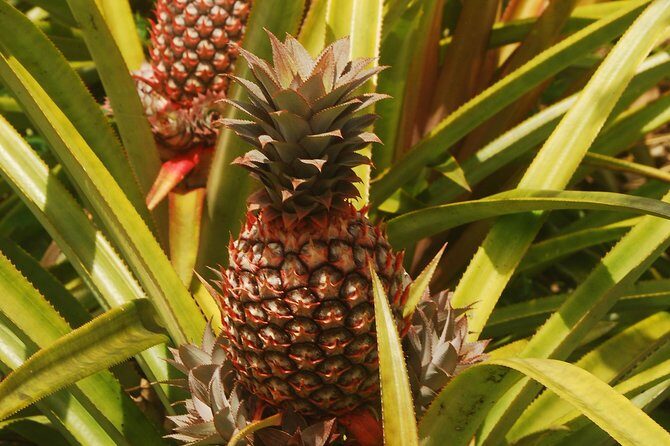 North Coast Tour - Practical Tips for Travelers