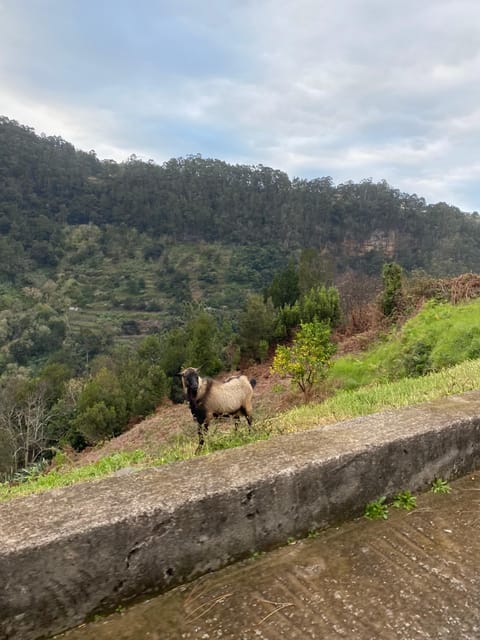 North-East Madeira Jeep Safari Tour for the Nature Lovers - Discovering Madeira: An Authentic 8-Hour Jeep Adventure