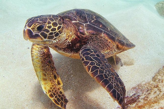 North Shore Circle Island Adventure Including Snorkeling With the Turtles - Additional Information