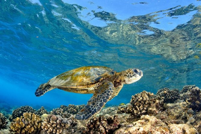 North Shore Circle Island Adventure Including Snorkeling With the Turtles - Reviews