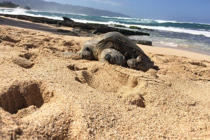 North Shore Excursion Private 7 Hour Tour of Oahu Countryside - FAQs