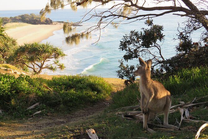 North Stradbroke Island Private Cultural Tour from Brisbane - What Makes This Tour Stand Out