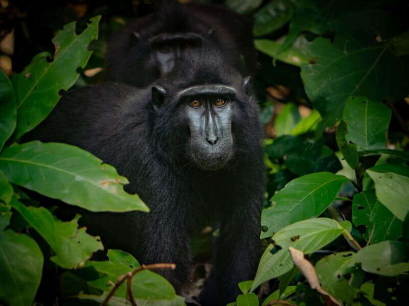 North Sulawesi, Bitung: Tangkoko Wildlife Adventure - Key Points