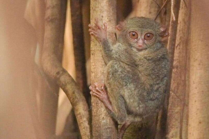 North Sulawesi, Bitung: Tangkoko Wildlife Adventure - Frequently Asked Questions