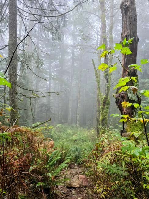 North Vancouver: Guided Forest Therapy & Forest Bathing Walk - Key Points