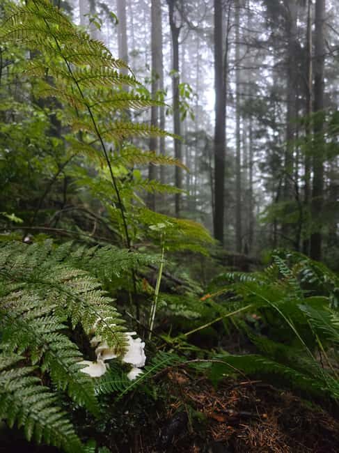 North Vancouver: Guided Forest Therapy & Forest Bathing Walk - Who Is This Tour Best For?