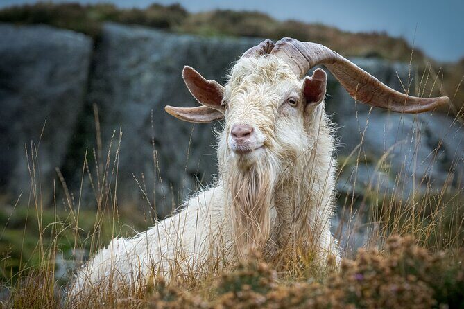 North Wales and Caernarfon Castle day tour from Chester - The Itinerary in Detail