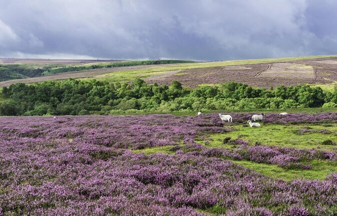 North York Moors and Whitby Day Tour From York - Exploring Goathlands Potter Connections
