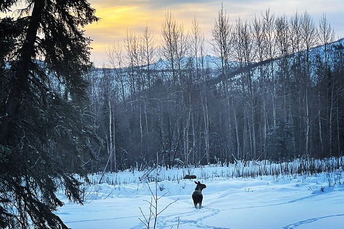 Northern Lights at Chena Hot Springs - Tour Accessibility and Restrictions