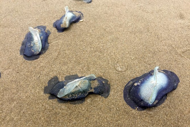 Northern Oregon Coast Day Trip to Cannon Beach Area - Booking and Additional Information