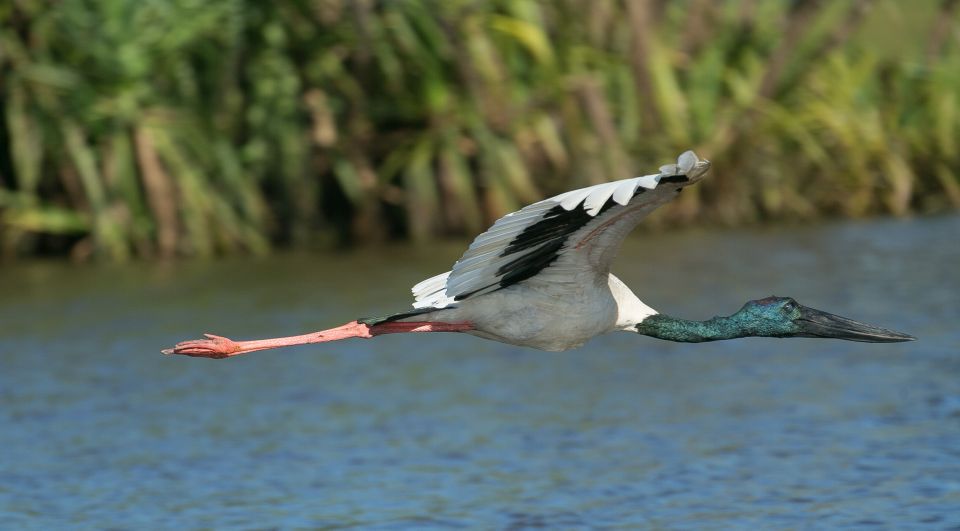 Northern Territory: Corroboree Billabong Nature Cruises - Key Points