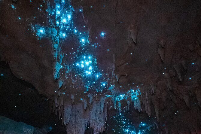 Northland Hidden Gems Glowworm Cave, Beach and Café Experience - A Day Exploring Northland’s Best Kept Secrets