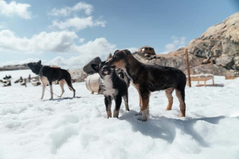 Norway: 2-Day Dogsledding Tour with Glacier Campsite - An In-Depth Look at the Experience