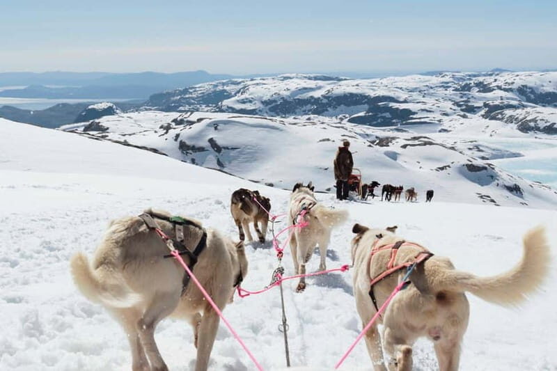 Norway: Half Day Dog Sledding on the Folgefonna Glacier - Key Points