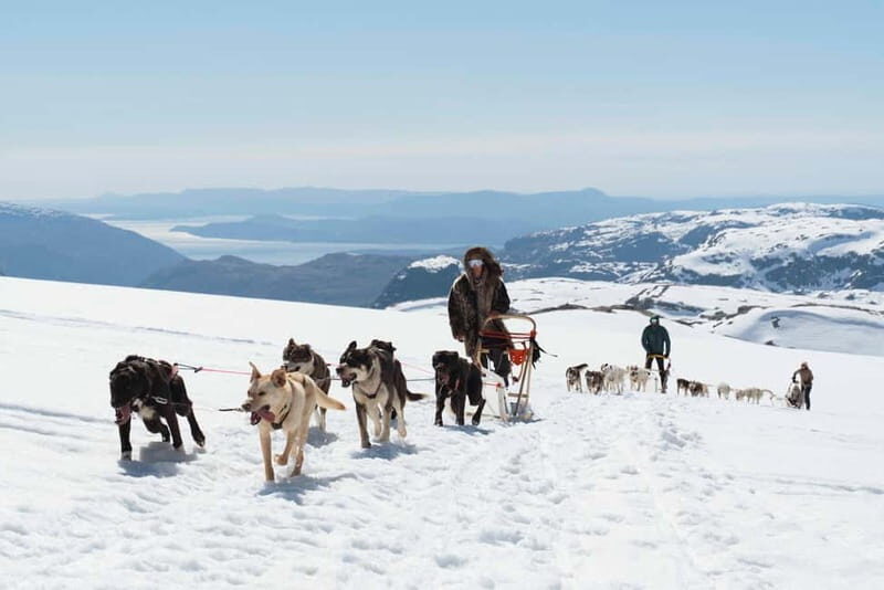 Norway: Half Day Dog Sledding on the Folgefonna Glacier - Authenticity and Experience