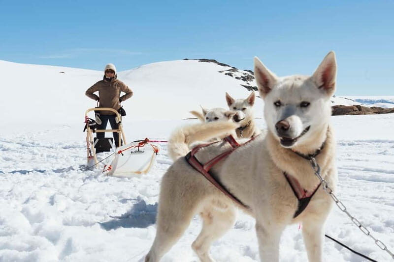 Norway: Half Day Dog Sledding on the Folgefonna Glacier - FAQ