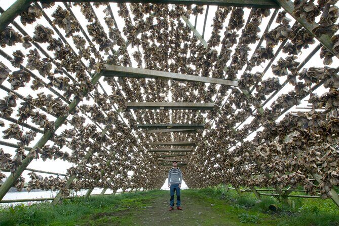 Norway Lofoten Private Shore Excursion from Leknes - Final Thoughts: Is This Tour Worth It?