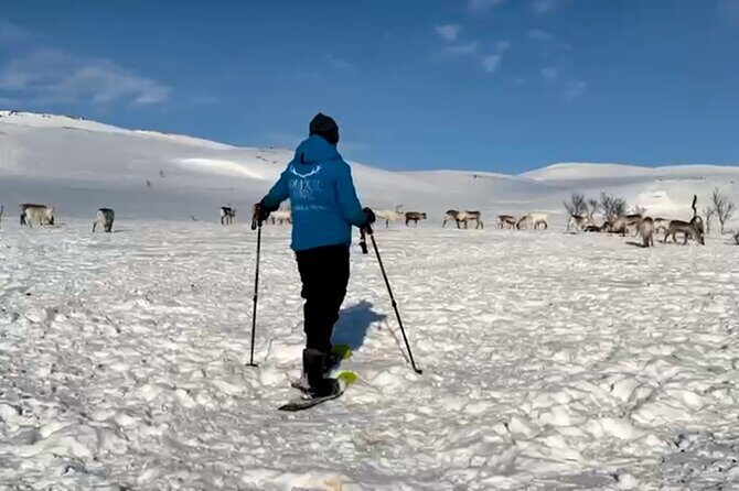 Norway Troms Snowshoe Activity with Guided Tour - Who Should Consider This Tour?