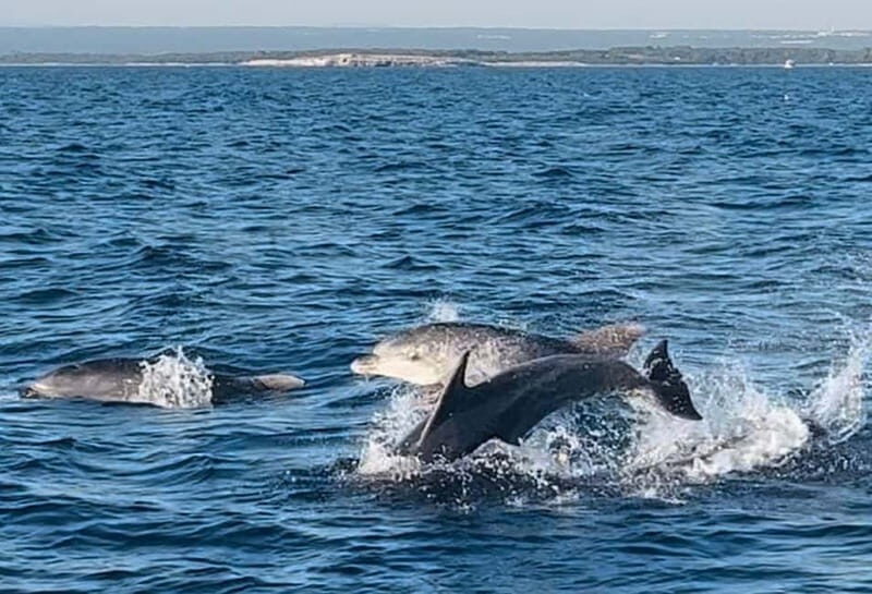 NP Brijuni Island Swimming & Dolphin Watching Sunset Cruise - Starting with the Itinerary: What to Expect