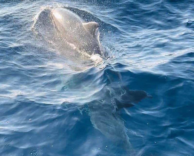 NP Brijuni Island Swimming & Dolphin Watching Sunset Cruise - Price & Value