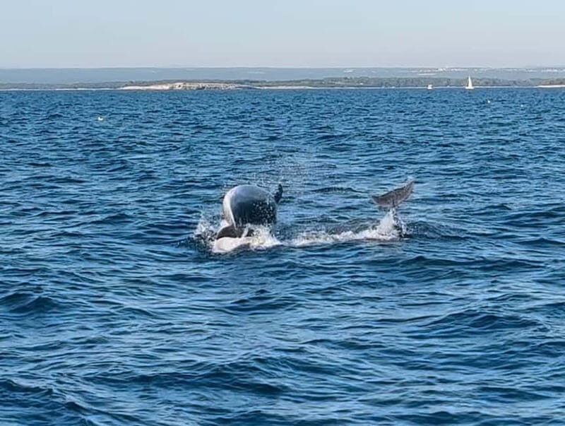 NP Brijuni Island Swimming & Dolphin Watching Sunset Cruise - Final Thoughts