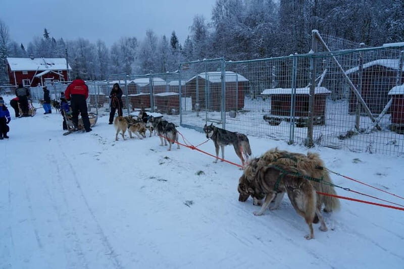 Nulkki Husky Adventure - Pricing and Value